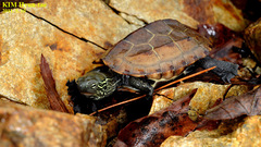 Mauremys reevesii