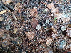 Spodocybe trulliformis