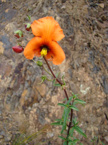 Alonsoa acutifolia