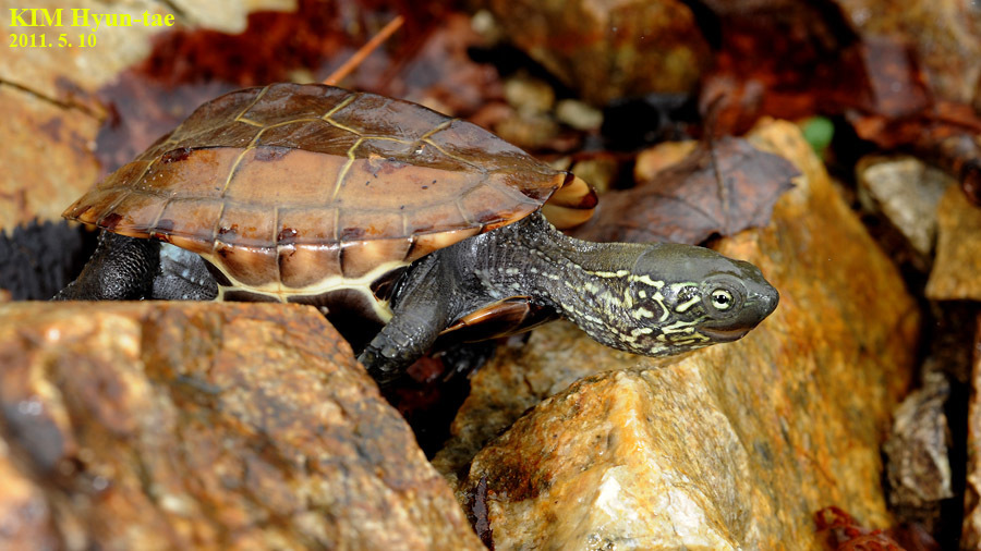 Chinese Pond Turtle (Turtles and Tortoises of China) · iNaturalist