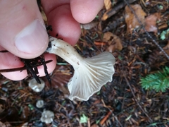 Spodocybe trulliformis