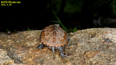 Mauremys reevesii