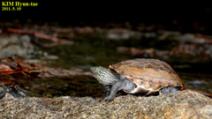 Mauremys reevesii