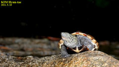 Mauremys reevesii
