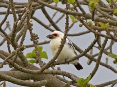 Chaplin's Barbet photo 2