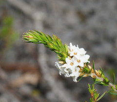 Epacris lanuginosa