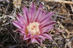 Echinofossulocactus zacatecasensis