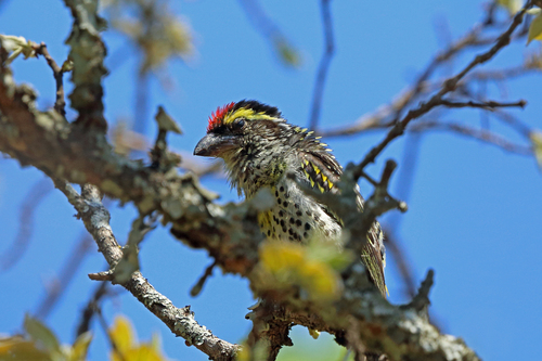 Miombo Pied Barbet