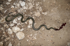 Hierophis viridiflavus viridiflavus