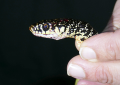 Hierophis viridiflavus viridiflavus