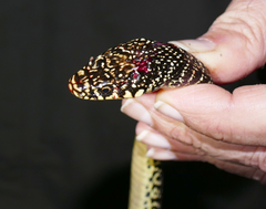 Hierophis viridiflavus viridiflavus