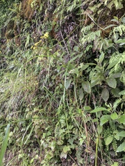 Senecio rufiglandulosus