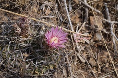 Echinofossulocactus zacatecasensis