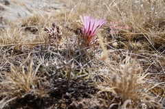 Echinofossulocactus zacatecasensis