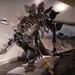 Stegosaurus - Photo (c) Andreone93, some rights reserved (CC BY-SA)