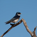 Pearl-breasted Swallow - Photo (c) http://www.flickr.com/people/cjaphotography/, some rights reserved (CC BY-SA)