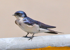 Pearl-Breasted Swallow photo 2