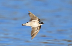 Pearl-Breasted Swallow photo 4