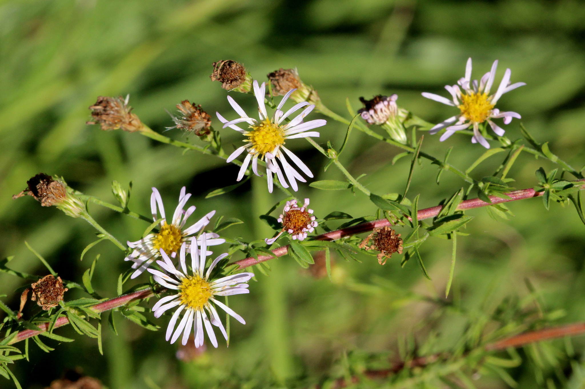 Symphyotrichum dumosum