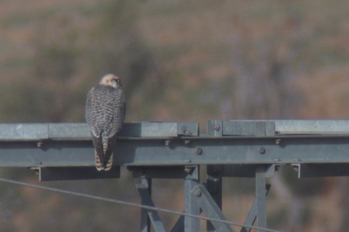 Lanner Falcon