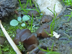 Elaiopezia simplex