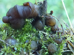 Elaiopezia simplex