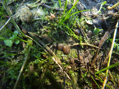 Elaiopezia simplex