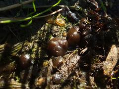 Elaiopezia simplex