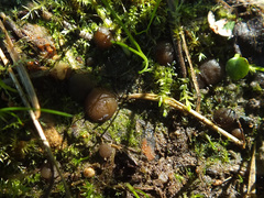 Elaiopezia simplex