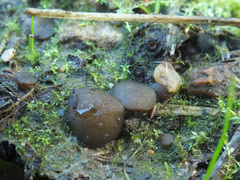 Elaiopezia simplex