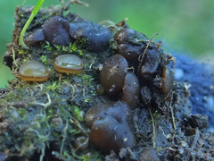 Elaiopezia simplex