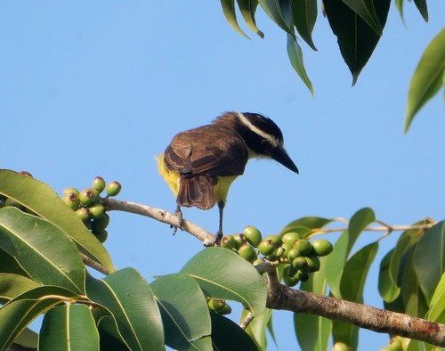 Tyrannidae