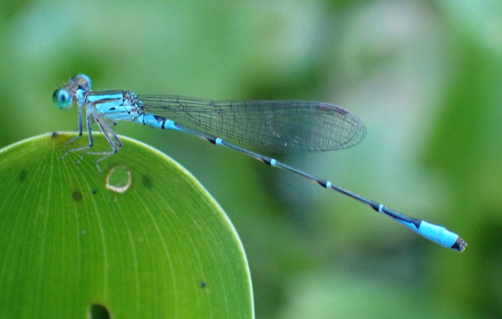 Telebasis obsoleta