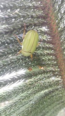 Pelidnota prasina
