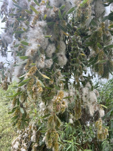 iNaturalist observation photo of Goodding's willow