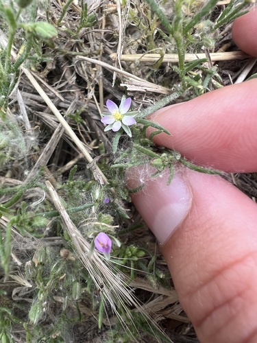 iNaturalist observation photo of Saltmarsh Sand Spurry