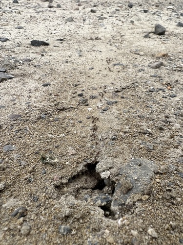 iNaturalist observation photo of Argentine Ant