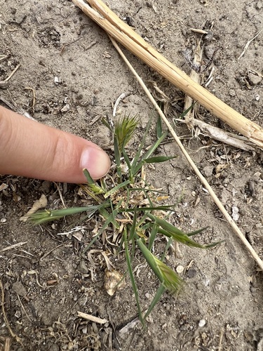 iNaturalist observation photo of wall barley