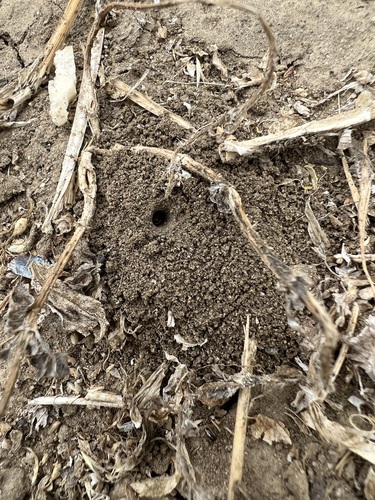 iNaturalist observation photo of Furrow Bees