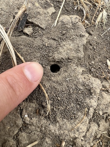 iNaturalist observation photo of Diadasia