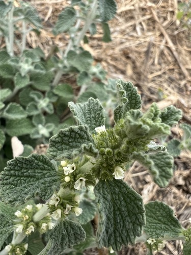 iNaturalist observation photo of White Horehound