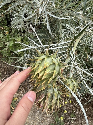 iNaturalist observation photo of Artichoke Thistle