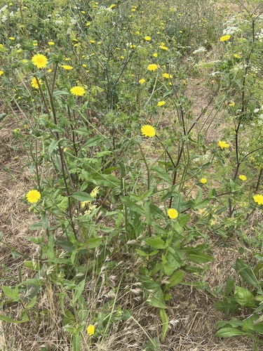 iNaturalist observation photo of bristly oxtongue