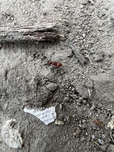 iNaturalist observation photo of Myrmosula exaggerata