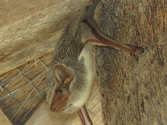 Taphozous mauritianus