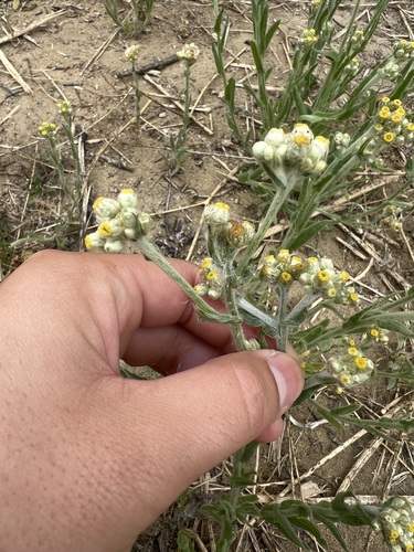 iNaturalist observation photo of cottonbatting plant