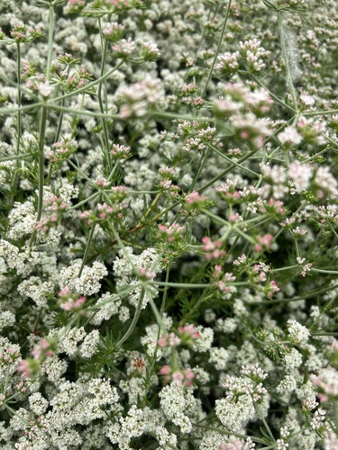 iNaturalist observation photo of California Buckwheat