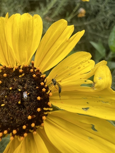iNaturalist observation photo of Ichneumonid Wasps