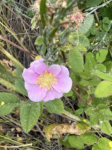 iNaturalist observation photo of California Wild Rose