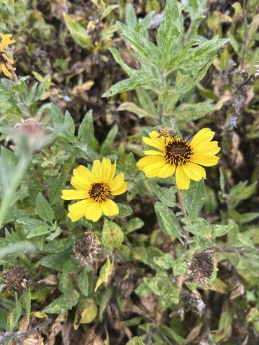 iNaturalist observation photo of California brittlebush
